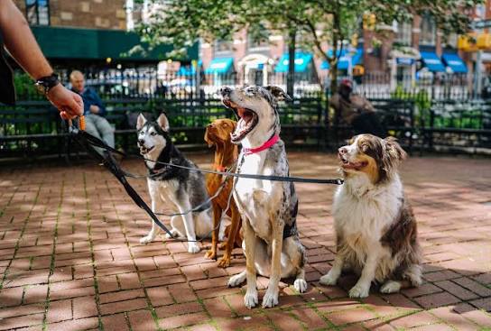 Paseo grupal de perros