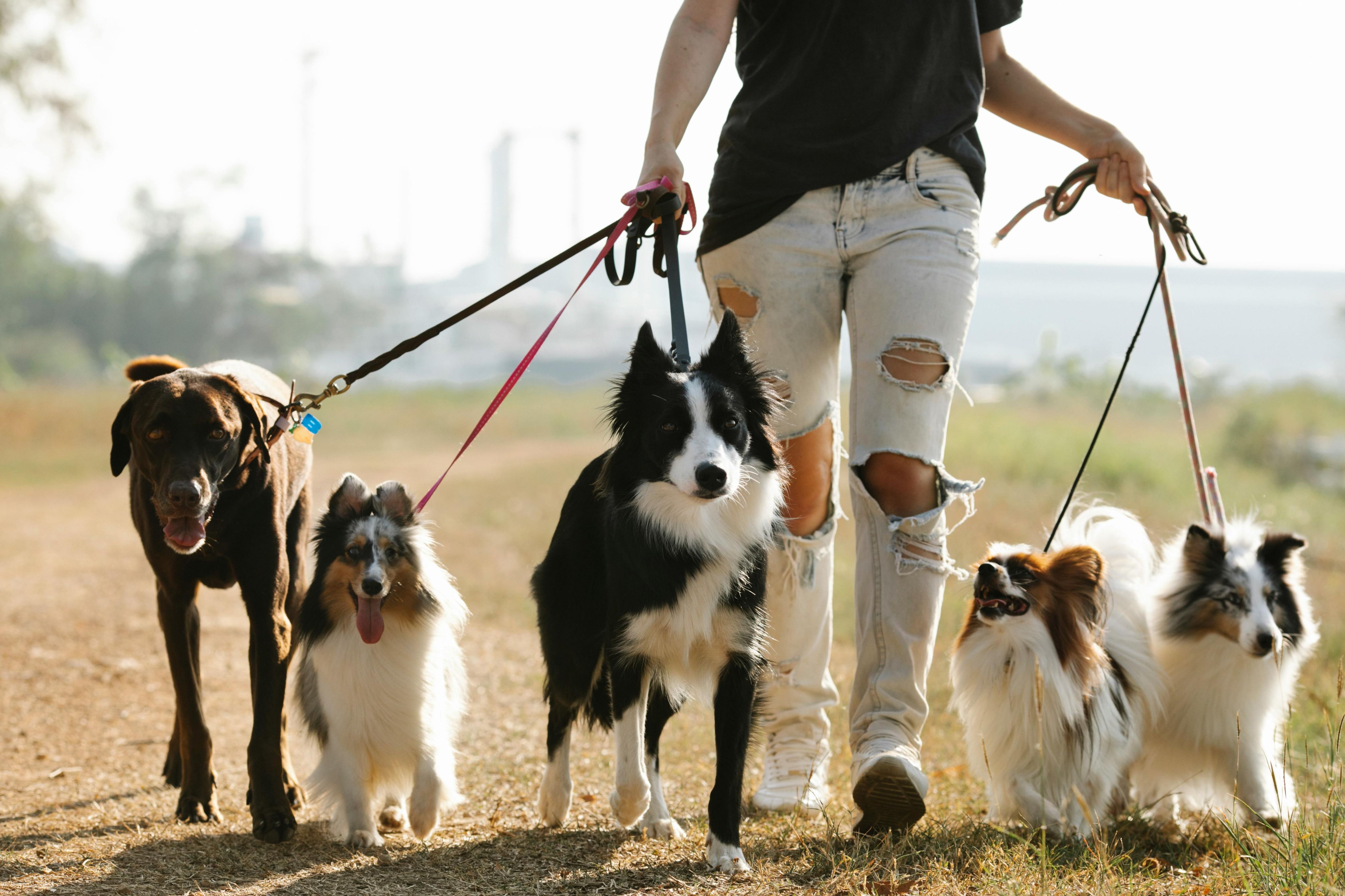 Perro disfrutando paseo con fotos